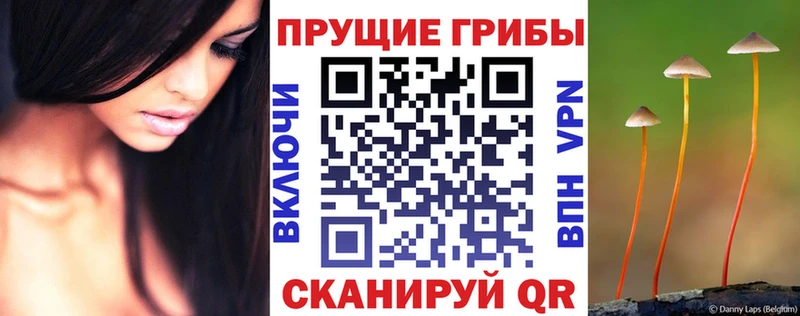 Галлюциногенные грибы Psilocybine cubensis Темрюк